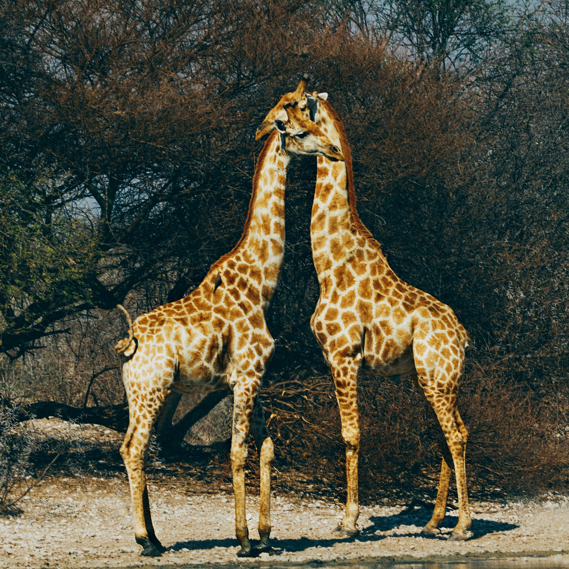 奥拉帕自然动物保护公园内的长颈鹿