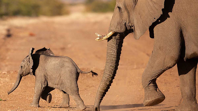 “Moving Giants”大象迁徙计划，守护小象的未来