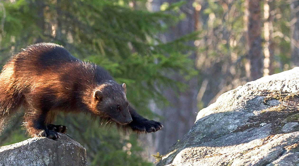 “意料之外”的动物保护者
