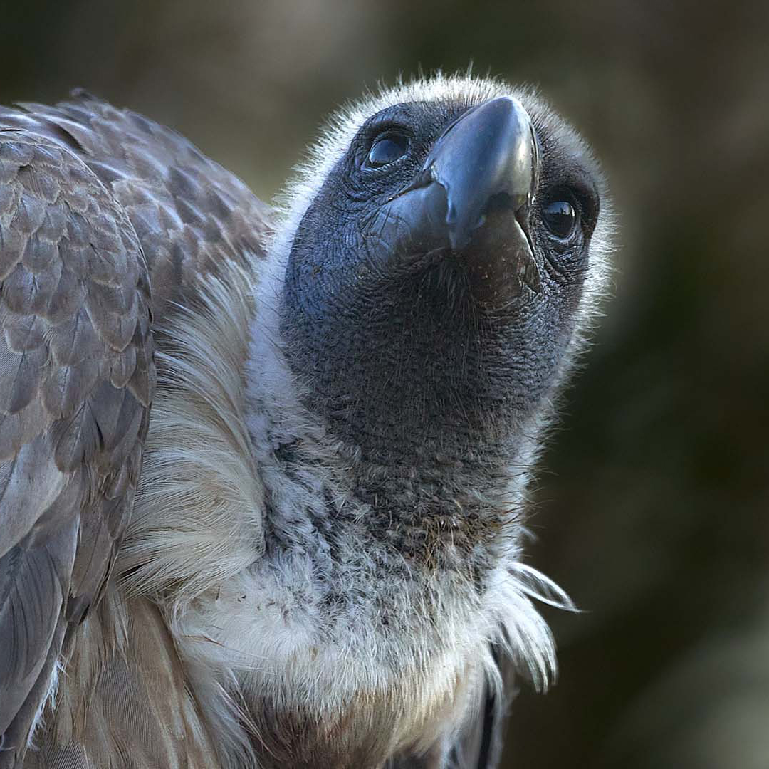 益起守护白背秃鹫的未来