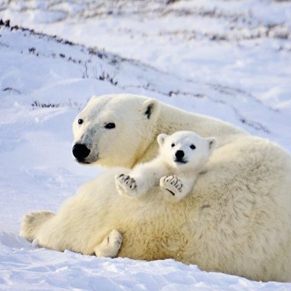 “意料之外”的动物保护者
