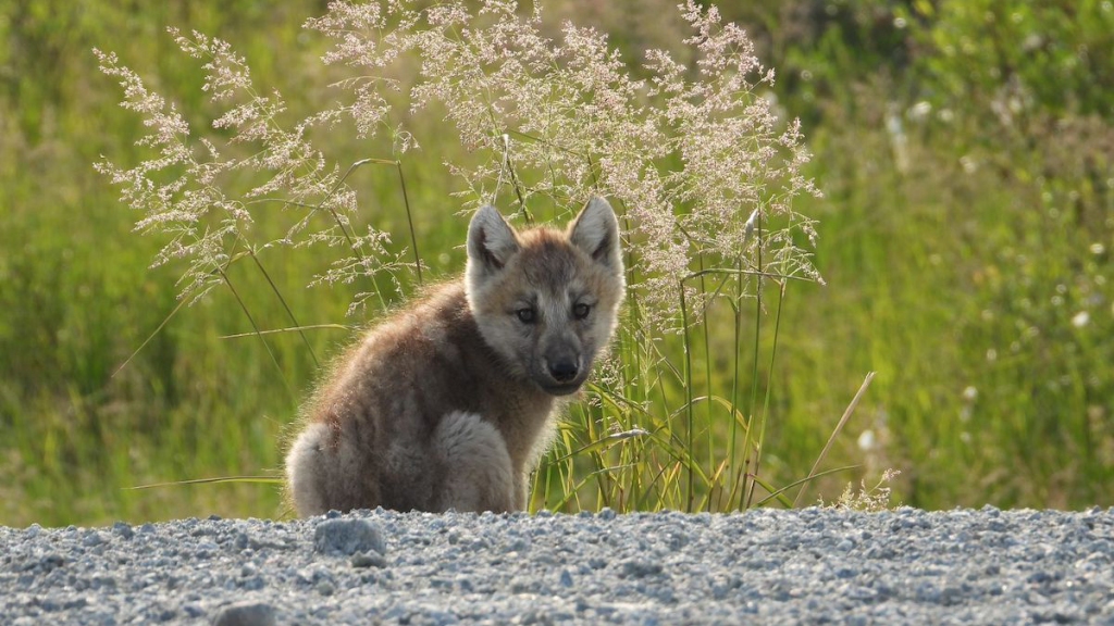 天然钻石行业如何与自然共存