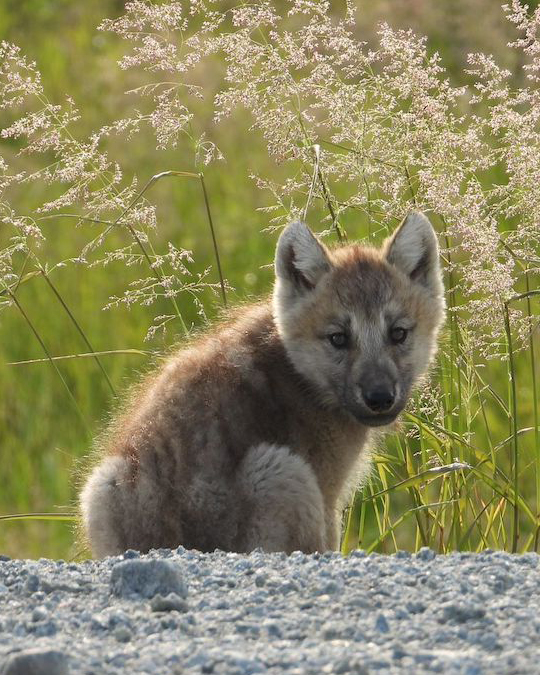 天然钻石行业如何与自然共存
