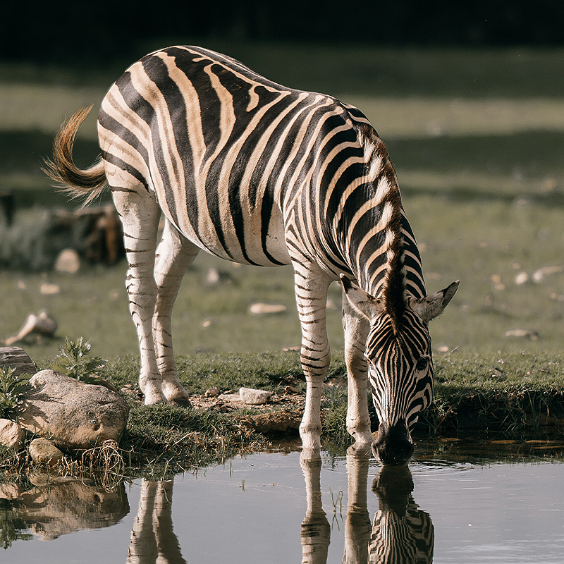 天然钻石守护地球生命力