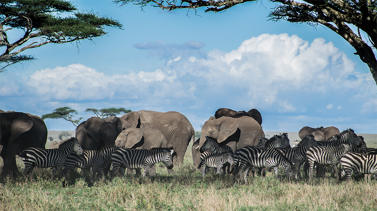 天然钻石守护地球生命力