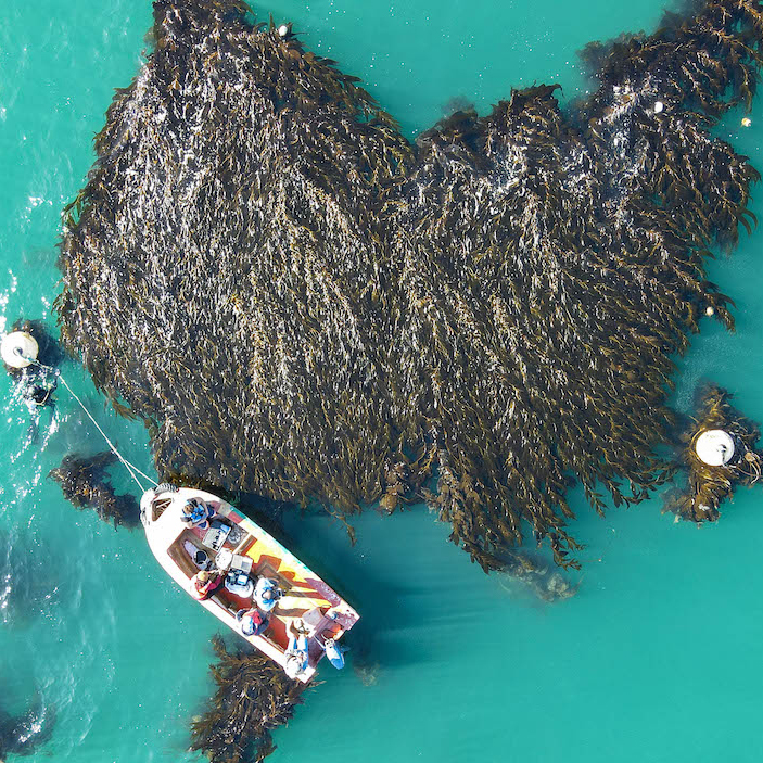 戴比尔斯集团携手Kelp Blue，共同应对全球气候变化