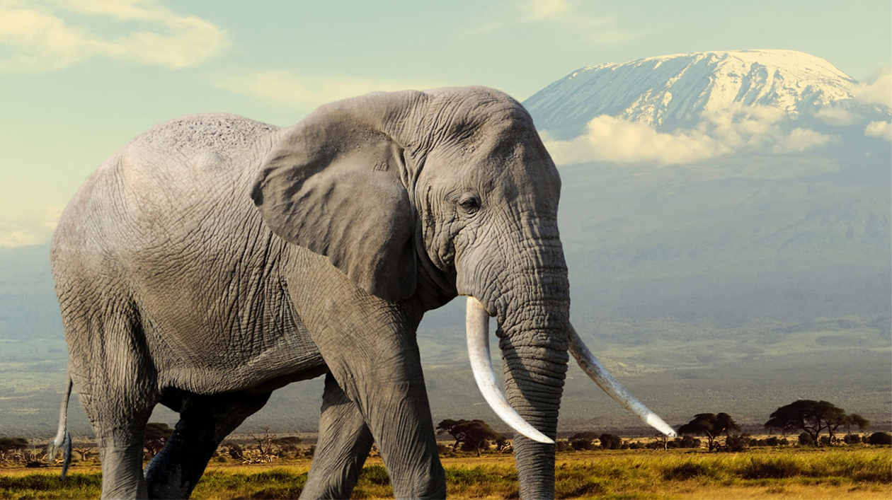 循迹象踪，守护生命璀璨