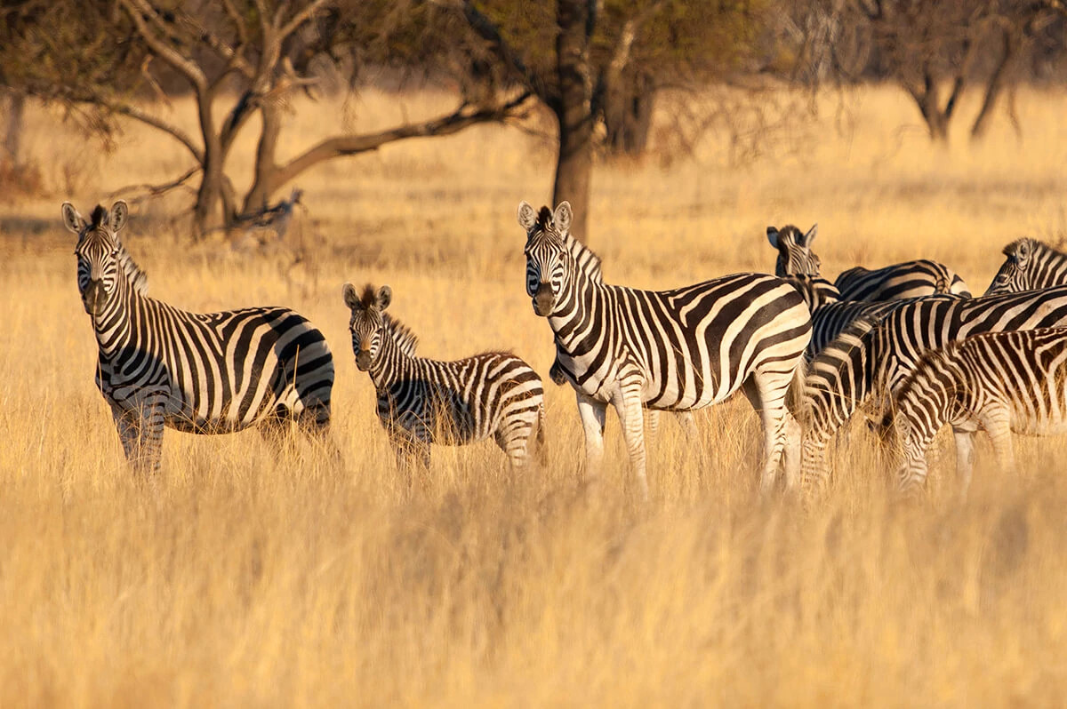 源于自然，取于自然，用于自然，倡导可持续天然钻石开采
