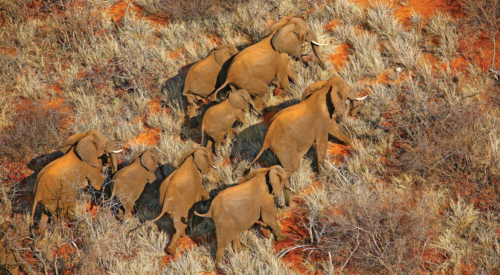 在这里，我们为野生动物撑起“保护伞”！